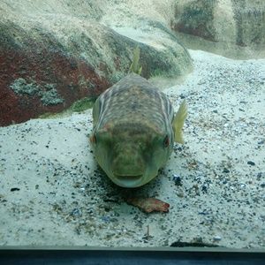 Meet your Posher, Jennie